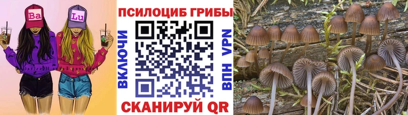 Псилоцибиновые грибы GOLDEN TEACHER цены наркотик Сосенский
